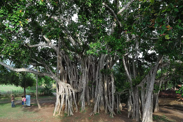 Jalikhata, also known as Kalibari Than, is home to a Shiva temple and features a renowned banyan tree, believed to be 208 years old.