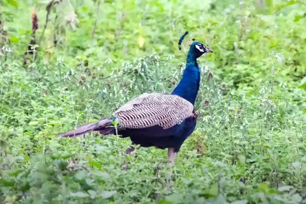 Bornadi Wildlife Sanctuary