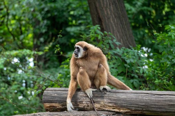 Gibbon Wildlife Sanctuary