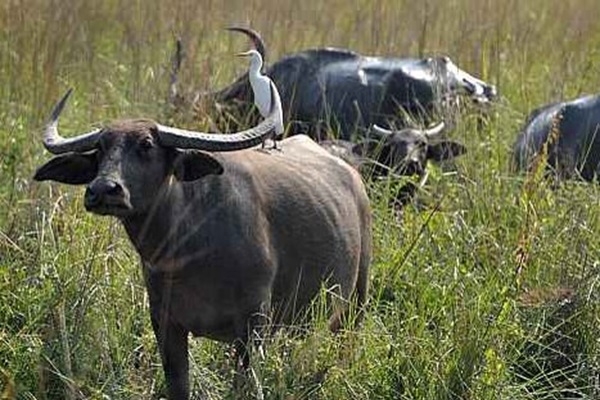 Pobha Wildlife Sanctuary