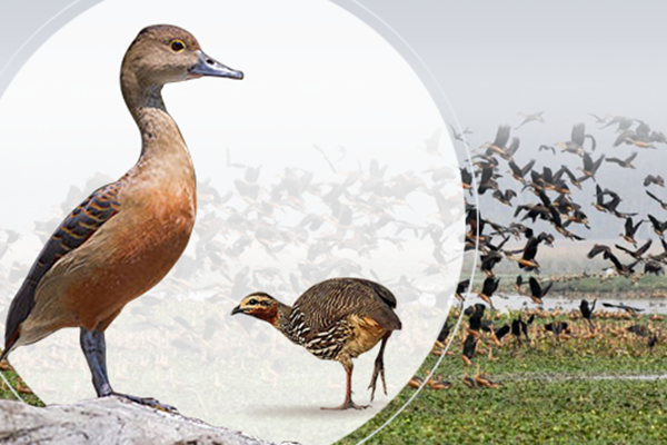 bordoibam bilmukh bird sanctuary
