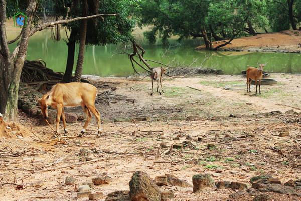 Jhargram Zoological Park