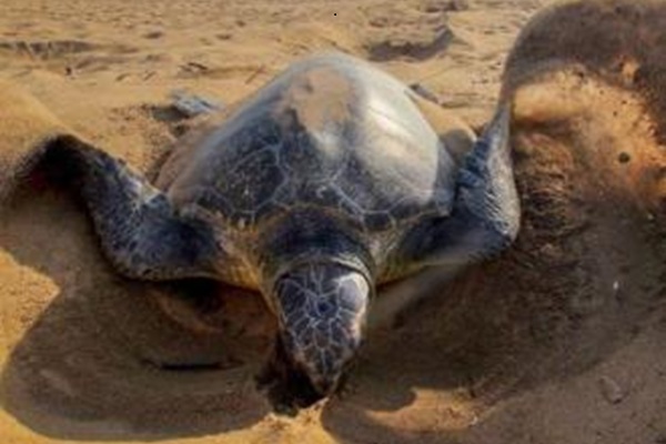 Olive Ridley turtle at RushiKulya