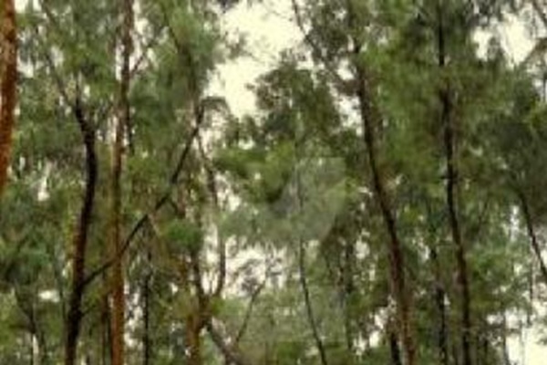 Sandhakuda