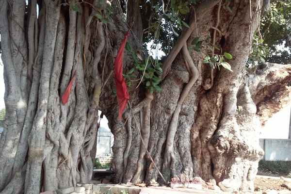 Old Banyan tree