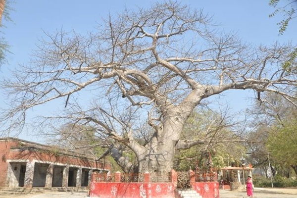 Parijat Vriksh