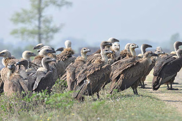 Suhaildev Wildlife Sanctuary park